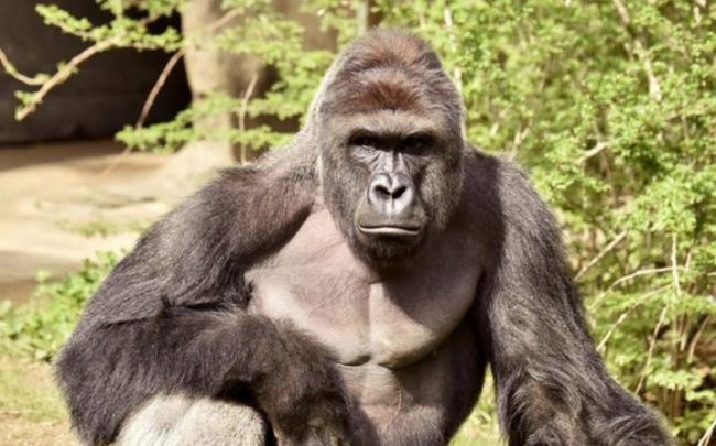 99356270_harambe_a_17-year-old_gorilla-harambe